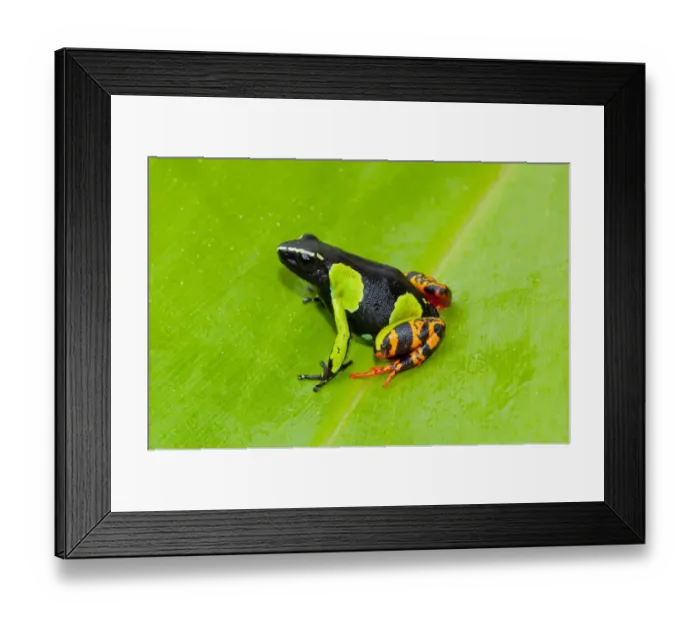 Framed Print : Barons Painted Mantella (Mantella baroni) adult, sitting on leaf, Ranomafana N. P. Madagascar, October