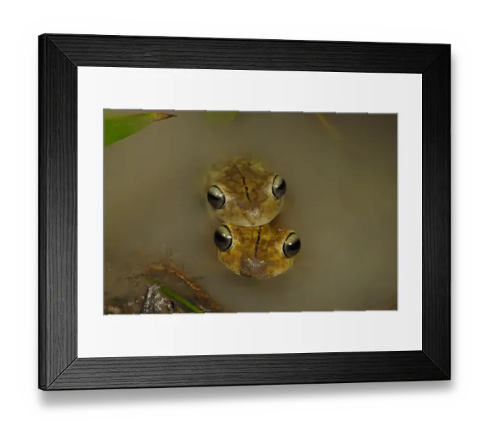 Framed Print : Rosenbergs Gladiator Treefrog (Hypsiboas rosenbergi) adult pair, in amplexus, mating in mangrove swamp, Drake Bay Framed Print : Rosenbergs Gladiator Treefrog (Hypsiboas rosenbergi) adult pair, in amplexus, mating in mangrove swamp, Drake Bay