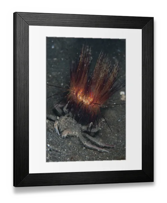 Framed Print : Dorippid Crab (Dorippe frascone) adult, carrying False Fire Urchin (Astropyga radiata), Lembeh Straits, Sulawesi