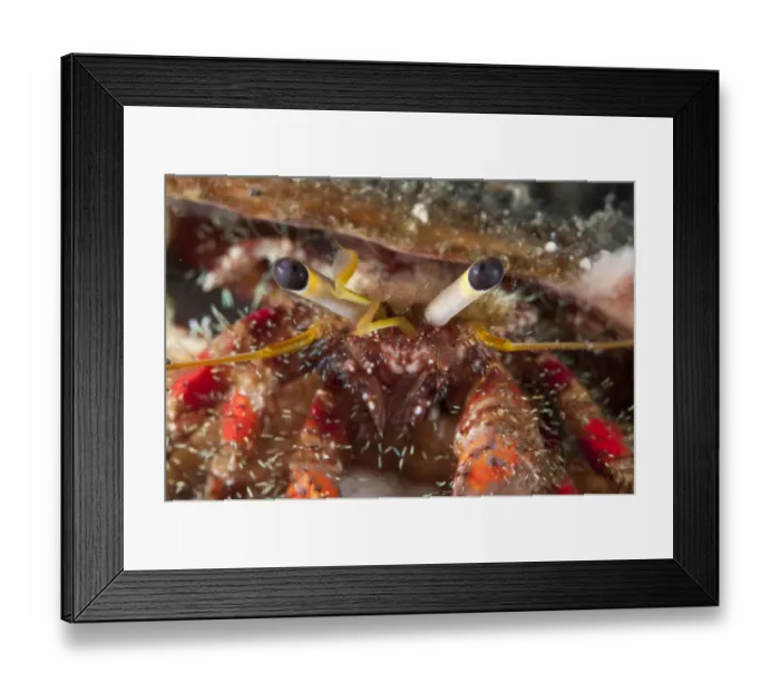 Framed Print : Dark-knee Hermit Crab (Dardanus lagopodes) adult, close-up of eyes, Lembeh Straits, Sulawesi, Sunda Islands, Indonesia Framed Print : Dark-knee Hermit Crab (Dardanus lagopodes) adult, close-up of eyes, Lembeh Straits, Sulawesi, Sunda Islands, Indonesia