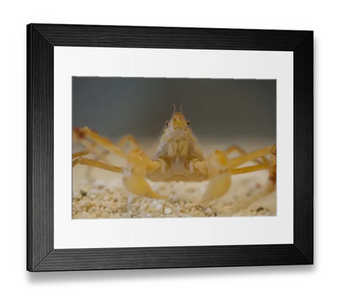 Framed Print : Kelp Spider Crab (Hyas araneus) adult, standing on gravel, The Wash, Lincolnshire, England, March