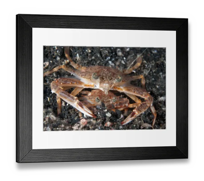 Framed Print : Blue Swimming Crab (Portunus pelagicus) adult pair, mating at night, Lembeh Straits, Sulawesi, Sunda Islands, Indonesia Framed Print : Blue Swimming Crab (Portunus pelagicus) adult pair, mating at night, Lembeh Straits, Sulawesi, Sunda Islands, Indonesia