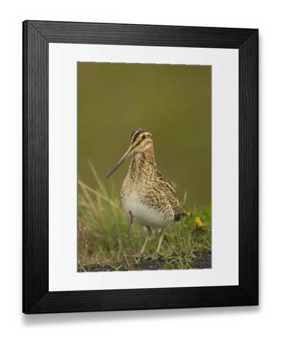 Framed Print : Common Snipe (Gallinago gallinago) adult, standing on moorland, Iceland, June Framed Print : Common Snipe (Gallinago gallinago) adult, standing on moorland, Iceland, June