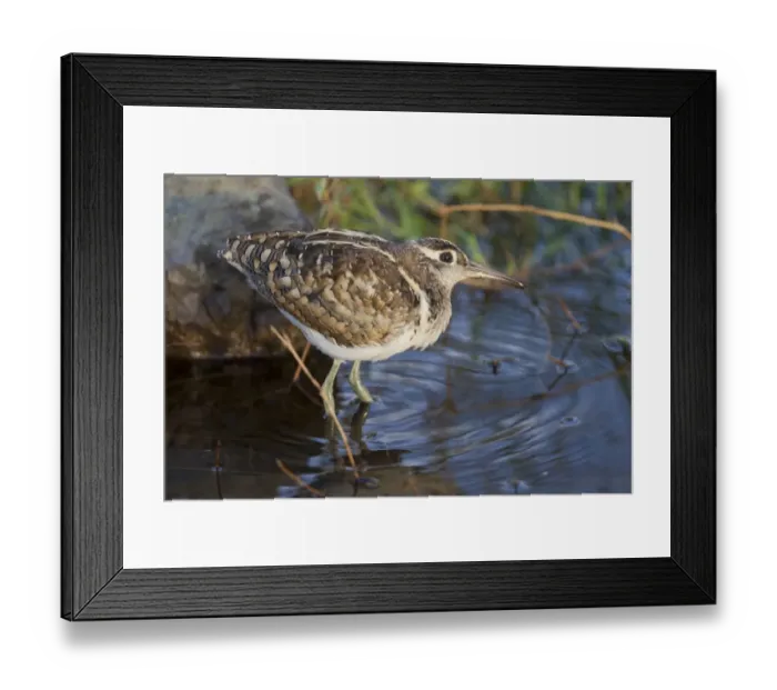 Framed Print : Greater Painted-snipe (Rostratula benghalensis) adult male, standing in water, Lake Nakuru N. P Framed Print : Greater Painted-snipe (Rostratula benghalensis) adult male, standing in water, Lake Nakuru N. P