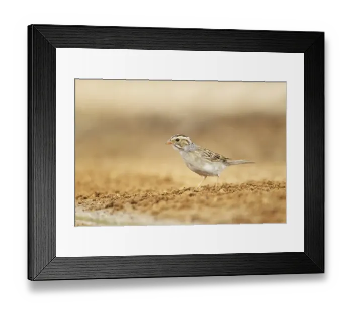 Framed Print : Clay-coloured Sparrow (Spizella pallida) adult, standing on ground, South Texas, U. S. A. may Framed Print : Clay-coloured Sparrow (Spizella pallida) adult, standing on ground, South Texas, U. S. A. may