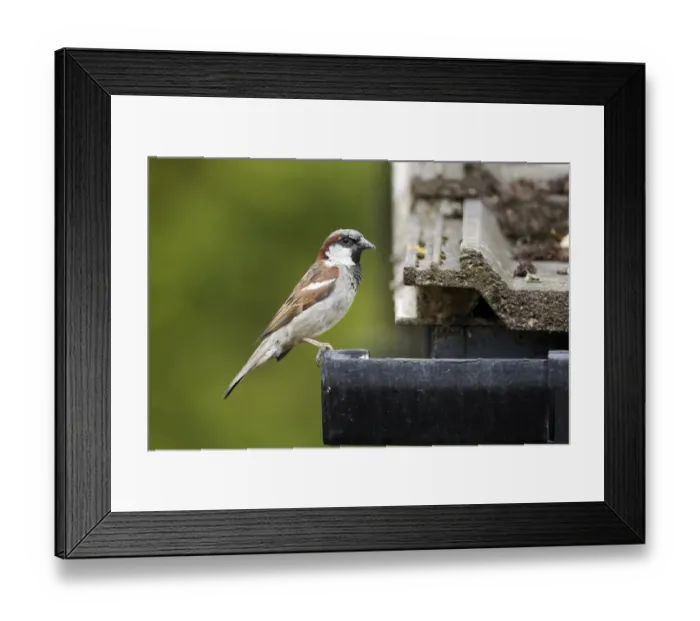 Framed Print : House Sparrow (Passer domesticus) adult male, with food in beak, perched on guttering of tiled roof, Staffordshire Framed Print : House Sparrow (Passer domesticus) adult male, with food in beak, perched on guttering of tiled roof, Staffordshire