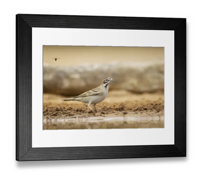 Framed Print : Lark Sparrow (Chondestes grammacus) adult, drinking at pool, South Texas, U. S. A. may Framed Print : Lark Sparrow (Chondestes grammacus) adult, drinking at pool, South Texas, U. S. A. may