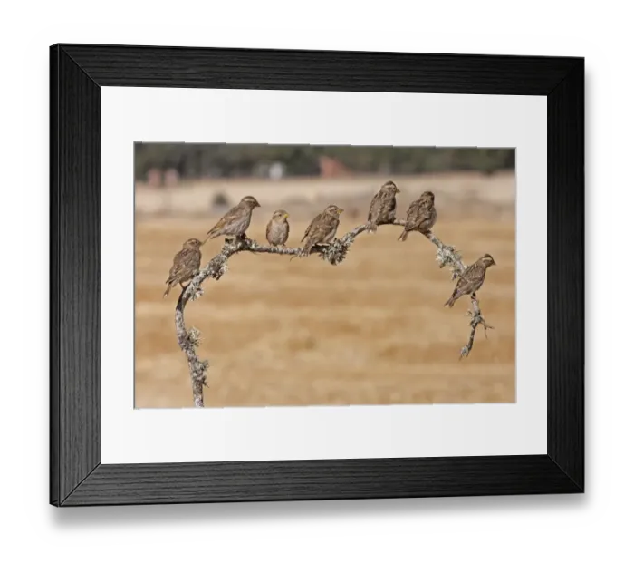 Framed Print : Rock Sparrow (Petronia petronia) seven juveniles, perched on lichen covered twig, Northern Spain, july Framed Print : Rock Sparrow (Petronia petronia) seven juveniles, perched on lichen covered twig, Northern Spain, july
