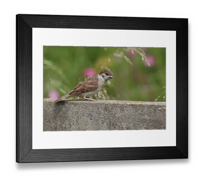 Framed Print : Eurasian Tree Sparrow (Passer montanus) juvenile, perched on wooden railing, Yorkshire, England, july Framed Print : Eurasian Tree Sparrow (Passer montanus) juvenile, perched on wooden railing, Yorkshire, England, july