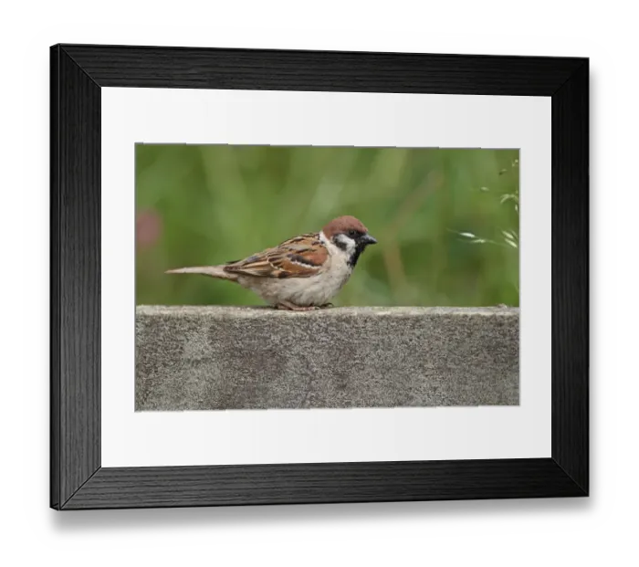 Framed Print : Eurasian Tree Sparrow (Passer montanus) adult, perched on wooden railing, Yorkshire, England, july Framed Print : Eurasian Tree Sparrow (Passer montanus) adult, perched on wooden railing, Yorkshire, England, july