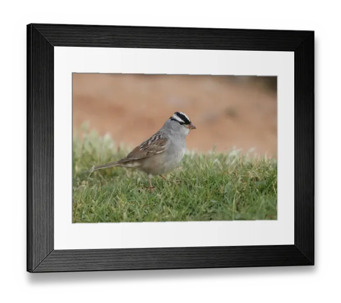 Framed Print : White-crowned Sparrow (Zonotrichia leucophrys) adult, standing on short grass, Arches N. P. Utah, U. S. A. may Framed Print : White-crowned Sparrow (Zonotrichia leucophrys) adult, standing on short grass, Arches N. P. Utah, U. S. A. may