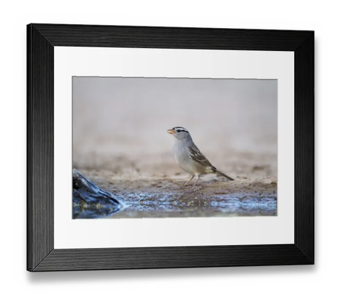 Framed Print : White-crowned Sparrow (Zonotrichia leucophrys) adult, drinking at pool, South Texas, U. S. A. april Framed Print : White-crowned Sparrow (Zonotrichia leucophrys) adult, drinking at pool, South Texas, U. S. A. april