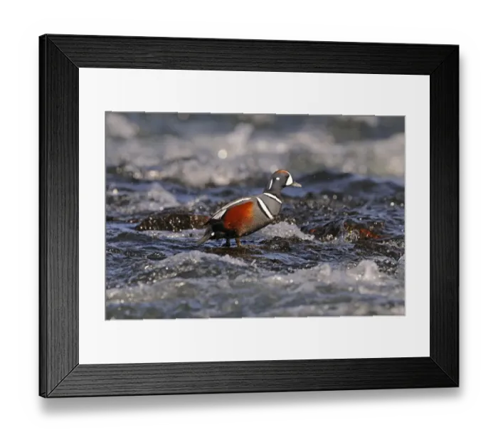 Framed Print : Harlequin Duck (Histrionicus histrionicus) adult male, breeding plumage, standing on rock in fast-flowing water