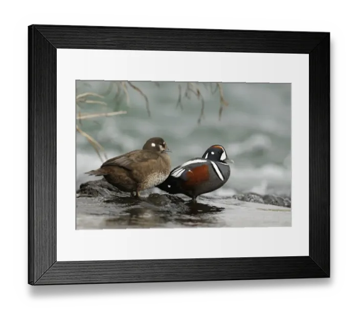 Framed Print : Harlequin Duck (Histrionicus histrionicus) adult pair, standing together on rock in fast-flowing water, Iceland, June Framed Print : Harlequin Duck (Histrionicus histrionicus) adult pair, standing together on rock in fast-flowing water, Iceland, June