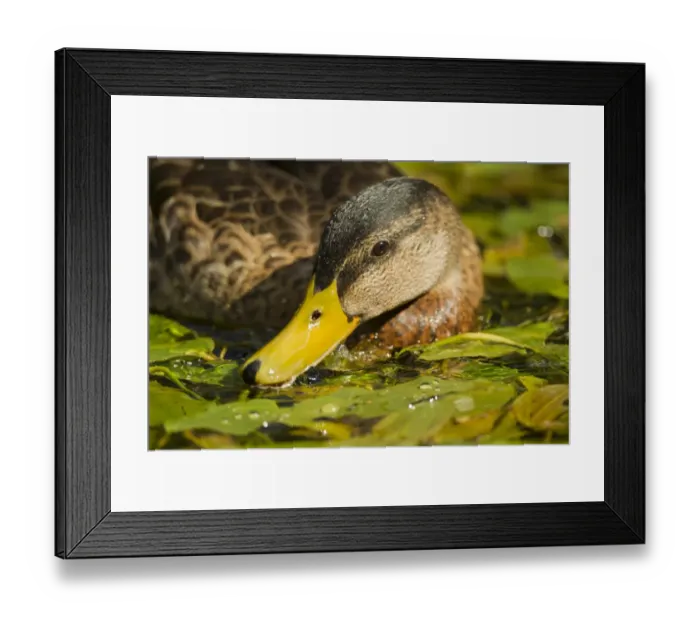 Framed Print : Mallard Duck (Anas platyrhynchos) x domestic duck hybrid, adult male, close-up of head Framed Print : Mallard Duck (Anas platyrhynchos) x domestic duck hybrid, adult male, close-up of head