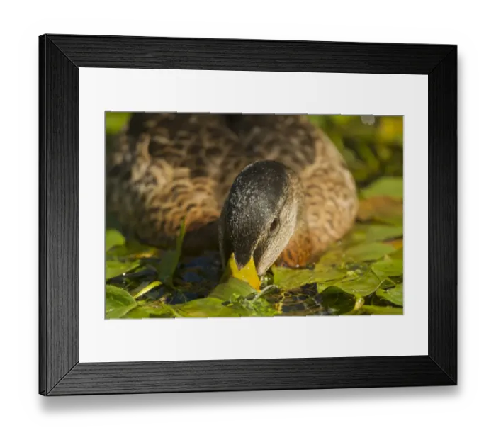 Framed Print : Mallard Duck (Anas platyrhynchos) x domestic duck hybrid, adult male, close-up of head Framed Print : Mallard Duck (Anas platyrhynchos) x domestic duck hybrid, adult male, close-up of head