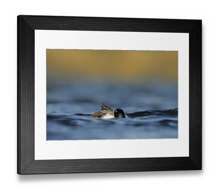 Framed Print : Greater Scaup (Aythya marila) adult male, breeding plumage, preening on water, Iceland, June Framed Print : Greater Scaup (Aythya marila) adult male, breeding plumage, preening on water, Iceland, June