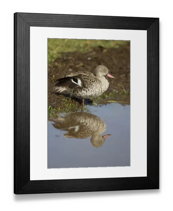 Framed Print : Cape Teal (Anas capensis) adult, standing in water with reflection at lake shore, Lake Nakuru N. P