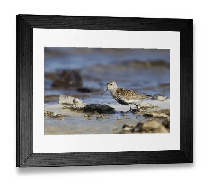Framed Print : Dunlin (Calidris alpina) adult, summer plumage, foraging along loch shore, Shetland Islands, Scotland, June Framed Print : Dunlin (Calidris alpina) adult, summer plumage, foraging along loch shore, Shetland Islands, Scotland, June