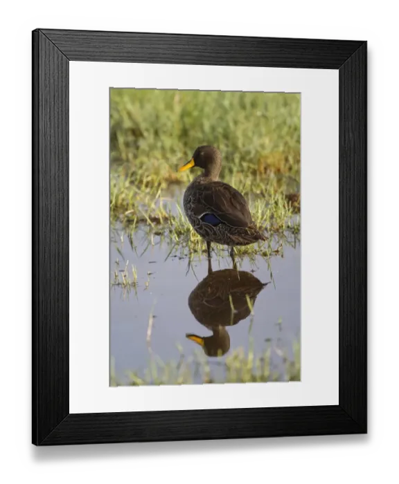 Framed Print : Yellow-billed Duck (Anas undulata) adult, standing in wetland with reflection, Lake Nakuru N. P Framed Print : Yellow-billed Duck (Anas undulata) adult, standing in wetland with reflection, Lake Nakuru N. P