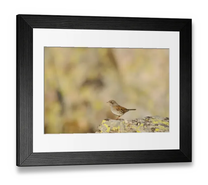 Framed Print : Dunnock (Prunella modularis) adult, standing on rock, Spain, september Framed Print : Dunnock (Prunella modularis) adult, standing on rock, Spain, september