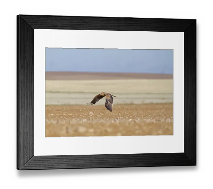 Framed Print : Spanish Imperial Eagle (Aquila adalberti) immature, in flight over farmland habitat, Northern Spain, November Framed Print : Spanish Imperial Eagle (Aquila adalberti) immature, in flight over farmland habitat, Northern Spain, November