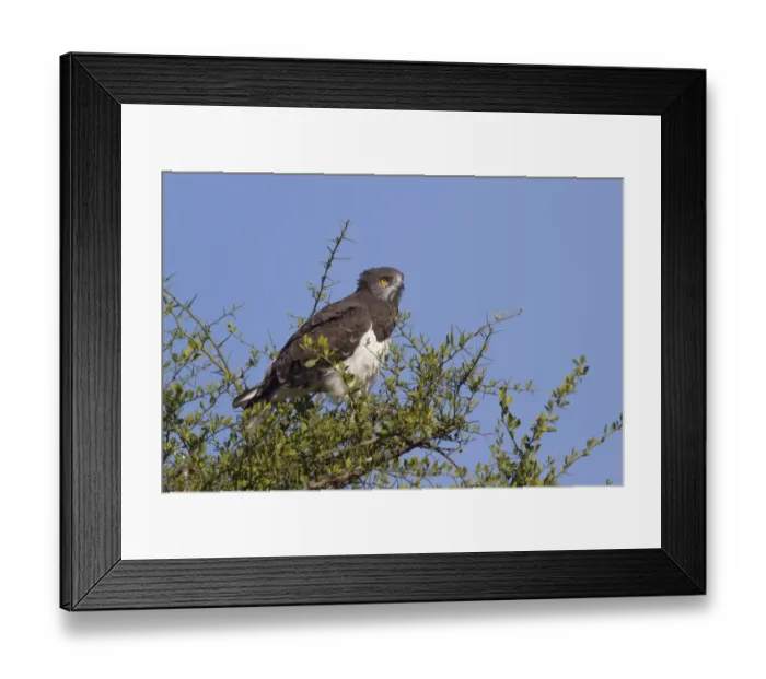 Framed Print : Black-chested Snake-eagle (Circaetus pectoralis) adult, perched in tree, Masai Mara, Kenya, August Framed Print : Black-chested Snake-eagle (Circaetus pectoralis) adult, perched in tree, Masai Mara, Kenya, August