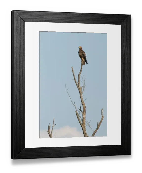Framed Print : Lesser Spotted Eagle (Aquila pomarina) adult, perched in dead tree, Bieszczady Mountains, Outer Eastern Carpathians Framed Print : Lesser Spotted Eagle (Aquila pomarina) adult, perched in dead tree, Bieszczady Mountains, Outer Eastern Carpathians