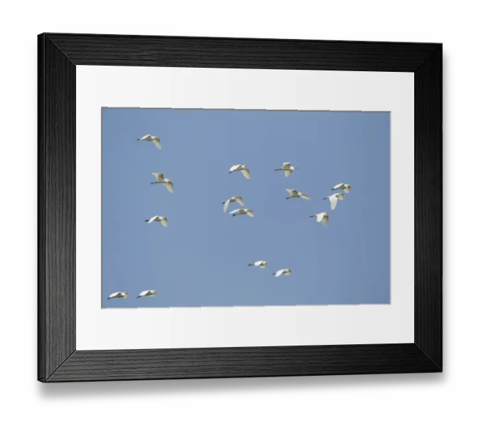 Framed Print : Cattle Egret (Bubulcus ibis ibis) adults, breeding plumage, flock in flight, at coast, South Texas, U. S. A. april