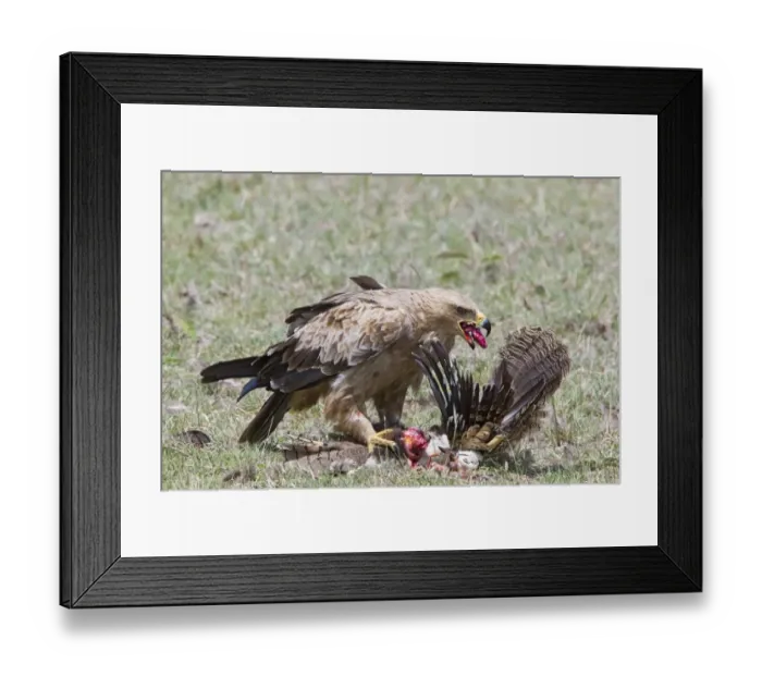Framed Print : African Tawny Eagle (Aquila rapax) immature, feeding on bustard kill, Kenya, October
