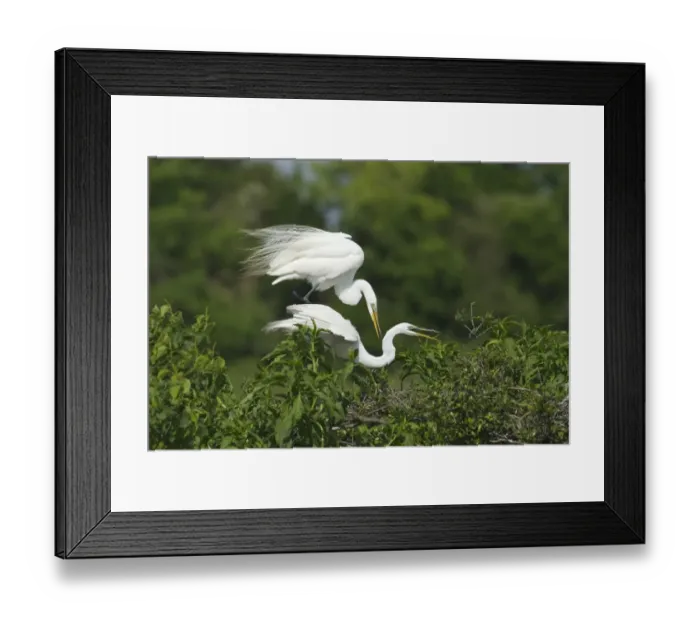 Framed Print : Great Egret (Casmerodius albus) adult pair, breeding plumage, mating on nestsite at rookery, High Island Framed Print : Great Egret (Casmerodius albus) adult pair, breeding plumage, mating on nestsite at rookery, High Island