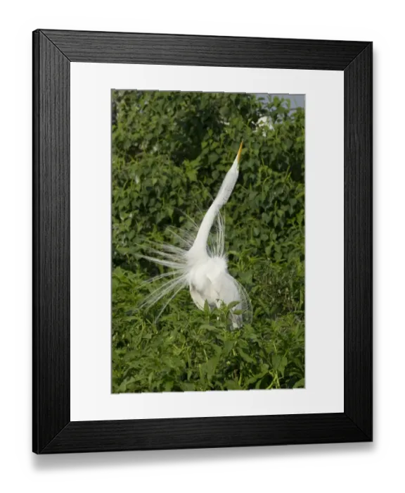 Framed Print : Great Egret (Casmerodius albus) adult male, breeding plumage, displaying at rookery, High Island, Bolivar Peninsula Framed Print : Great Egret (Casmerodius albus) adult male, breeding plumage, displaying at rookery, High Island, Bolivar Peninsula