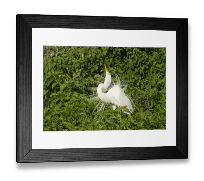 Framed Print : Great Egret (Casmerodius albus) adult male, breeding plumage, displaying at rookery, High Island, Bolivar Peninsula Framed Print : Great Egret (Casmerodius albus) adult male, breeding plumage, displaying at rookery, High Island, Bolivar Peninsula