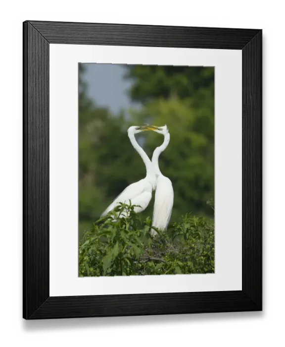 Framed Print : Great Egret (Casmerodius albus) adult pair, breeding plumage, greeting display on nestsite at rookery, High Island Framed Print : Great Egret (Casmerodius albus) adult pair, breeding plumage, greeting display on nestsite at rookery, High Island