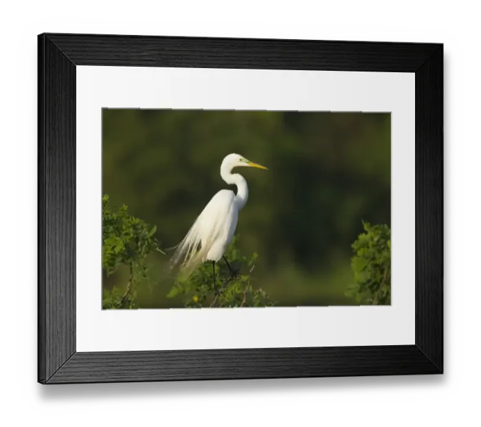 Framed Print : Great Egret (Casmerodius albus) adult, breeding plumage, standing on branch at rookery, High Island, Bolivar Peninsula