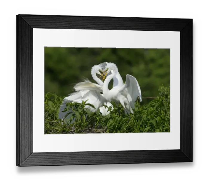 Framed Print : Great Egret (Casmerodius albus) two adults, breeding plumage, in territorial dispute at rookery, High Island Framed Print : Great Egret (Casmerodius albus) two adults, breeding plumage, in territorial dispute at rookery, High Island