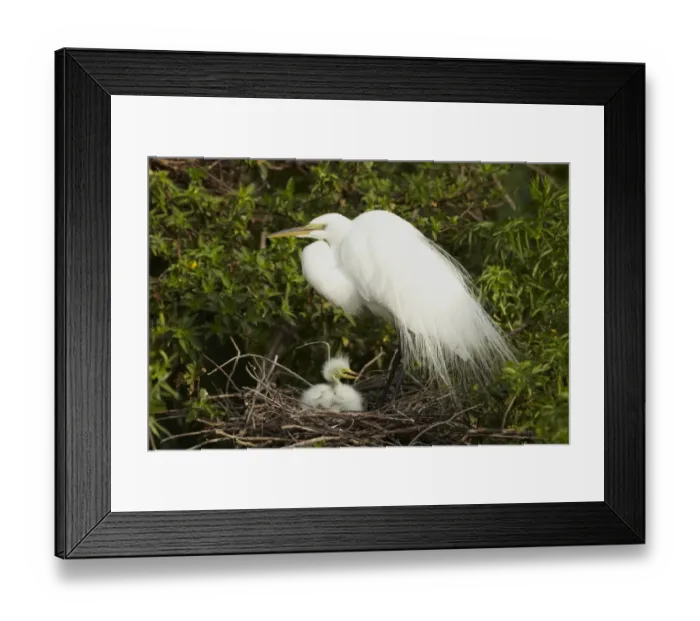 Framed Print : Great Egret (Casmerodius albus) adult, breeding plumage, with chick at nest, Florida, U. S. A. February Framed Print : Great Egret (Casmerodius albus) adult, breeding plumage, with chick at nest, Florida, U. S. A. February