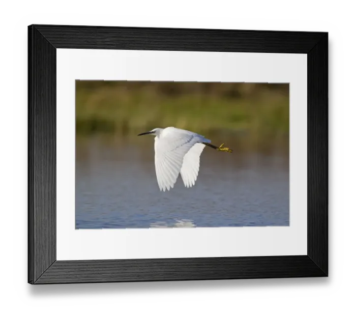 Framed Print : Little Egret (Egretta garzetta) adult, in flight over pond, Suffolk, England, November