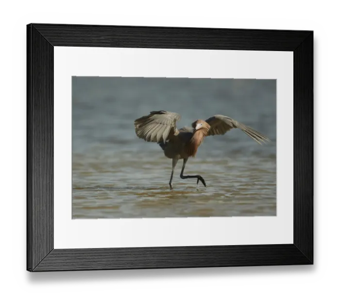 Framed Print : Reddish Egret (Egretta rufescens) dark morph, adult, fishing with wings raised to provide shade, Fort Myers, Florida Framed Print : Reddish Egret (Egretta rufescens) dark morph, adult, fishing with wings raised to provide shade, Fort Myers, Florida