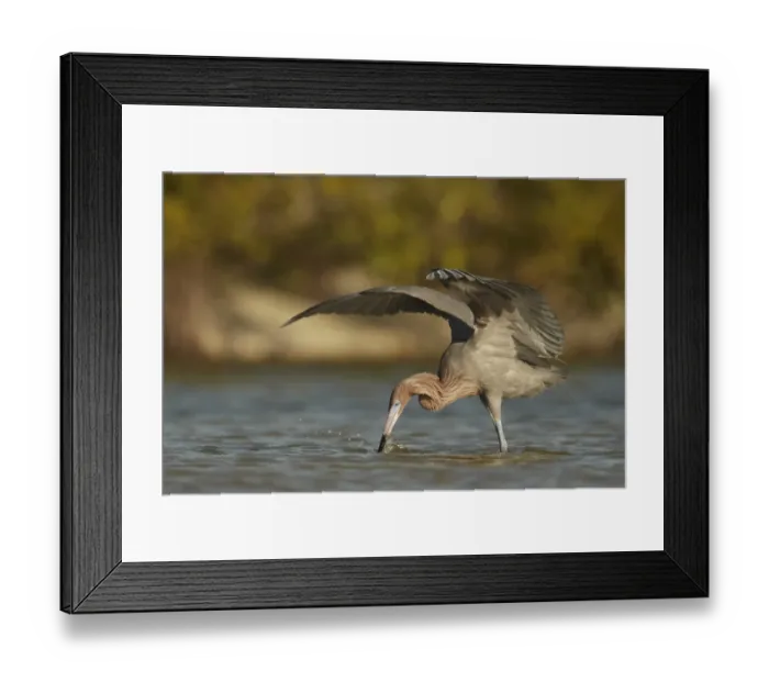 Framed Print : Reddish Egret (Egretta rufescens) dark morph, adult, fishing with wings raised to provide shade, Fort Myers, Florida Framed Print : Reddish Egret (Egretta rufescens) dark morph, adult, fishing with wings raised to provide shade, Fort Myers, Florida
