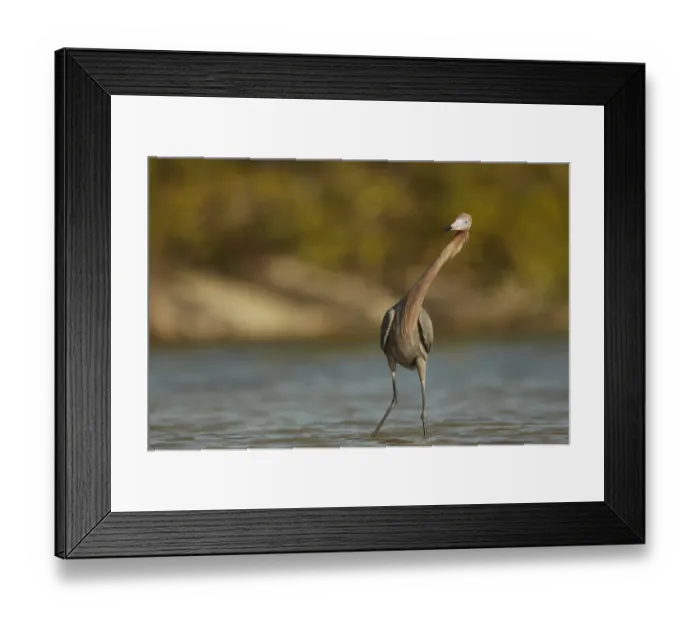 Framed Print : Reddish Egret (Egretta rufescens) dark morph, adult, twisting neck characteristically during fishing, Fort Myers Framed Print : Reddish Egret (Egretta rufescens) dark morph, adult, twisting neck characteristically during fishing, Fort Myers