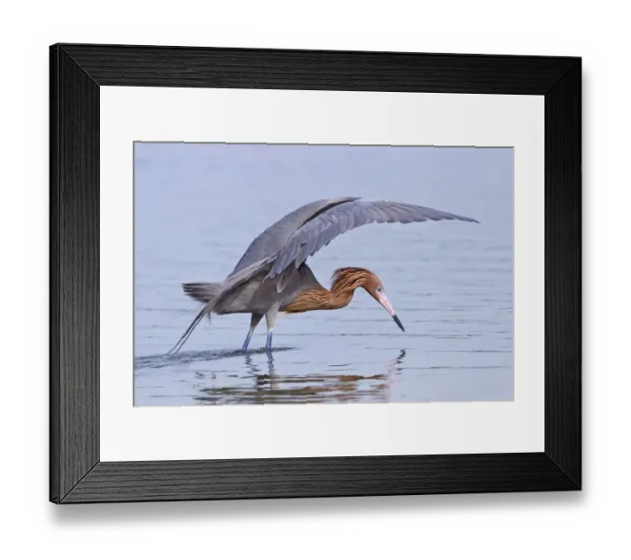 Framed Print : Reddish Egret (Egretta rufescens) dark morph, adult, fishing in shallow water, Florida, U. S. A. February