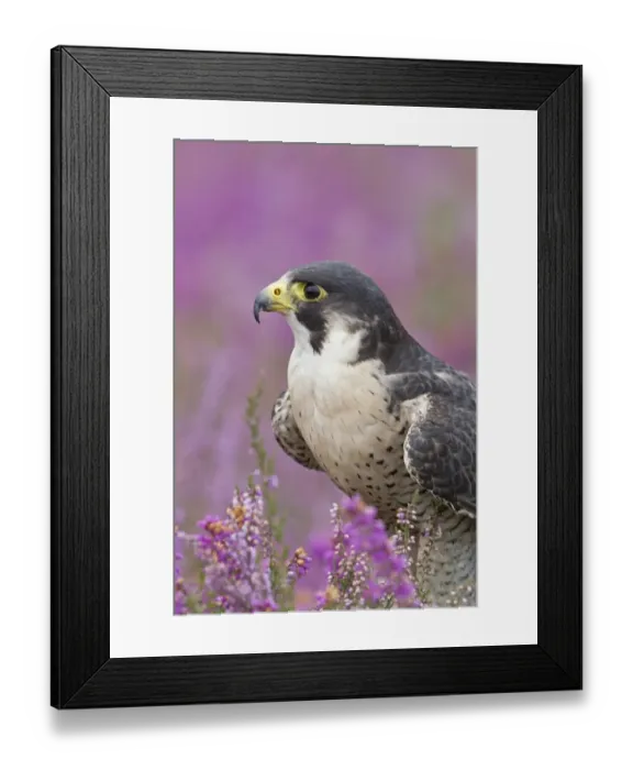 Framed Print : Peregrine Falcon (Falco peregrinus) adult, close-up of head and chest, standing amongst flowering heather Framed Print : Peregrine Falcon (Falco peregrinus) adult, close-up of head and chest, standing amongst flowering heather