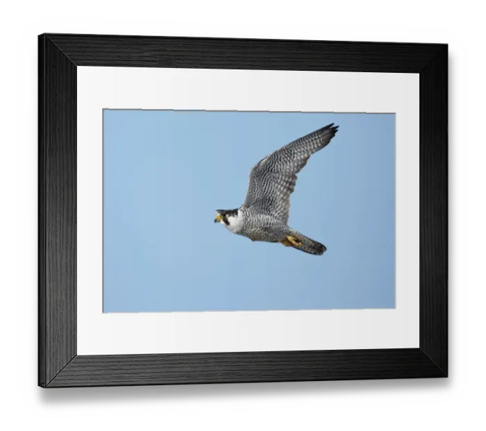 Framed Print : Peregrine Falcon (Falco peregrinus tundrius) adult, in flight, Nunavut, Canada, July Framed Print : Peregrine Falcon (Falco peregrinus tundrius) adult, in flight, Nunavut, Canada, July