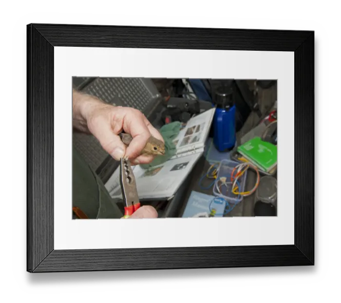 Framed Print : Eurasian Bullfinch (Pyrrhula pyrrhula) immature, being ringed by bird ringer, Norfolk, England, July Framed Print : Eurasian Bullfinch (Pyrrhula pyrrhula) immature, being ringed by bird ringer, Norfolk, England, July