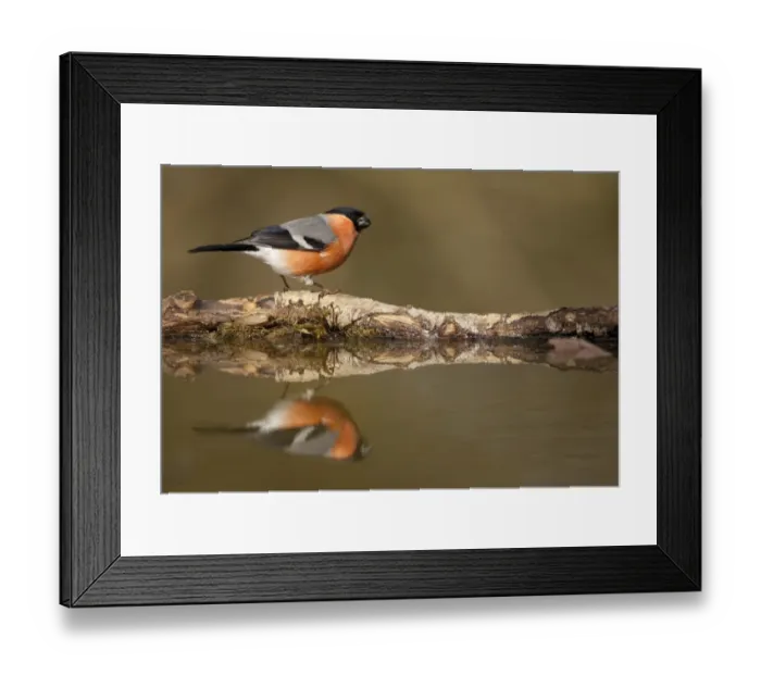 Framed Print : Eurasian Bullfinch (Pyrrhula pyrrhula) adult male, standing at edge of woodland pond with reflection, Sheffield Framed Print : Eurasian Bullfinch (Pyrrhula pyrrhula) adult male, standing at edge of woodland pond with reflection, Sheffield