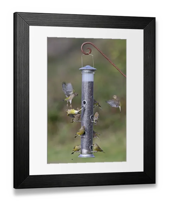 Framed Print : European Greenfinch (Carduelis chloris) flock, feeding and disputing perches at seed feeder, Norfolk, England, October Framed Print : European Greenfinch (Carduelis chloris) flock, feeding and disputing perches at seed feeder, Norfolk, England, October