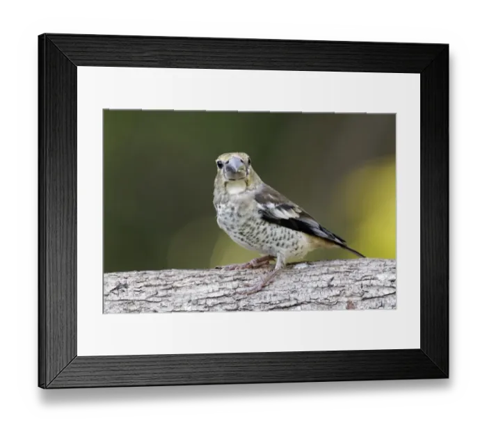 Framed Print : Hawfinch (Coccothraustes coccothraustes) juvenile, perched on branch, Bulgaria, june Framed Print : Hawfinch (Coccothraustes coccothraustes) juvenile, perched on branch, Bulgaria, june