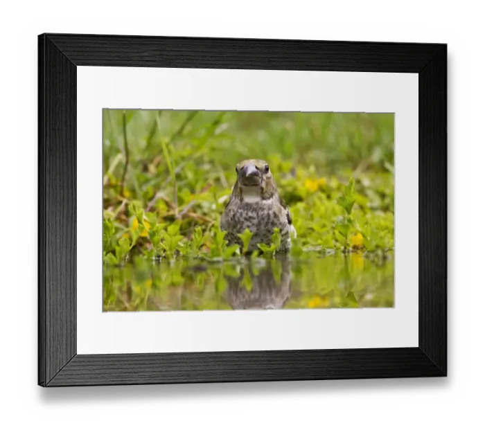Framed Print : Hawfinch (Coccothraustes coccothraustes) juvenile, bathing in water, Gabarevo, Stara Zagora Province, Bulgaria, June Framed Print : Hawfinch (Coccothraustes coccothraustes) juvenile, bathing in water, Gabarevo, Stara Zagora Province, Bulgaria, June