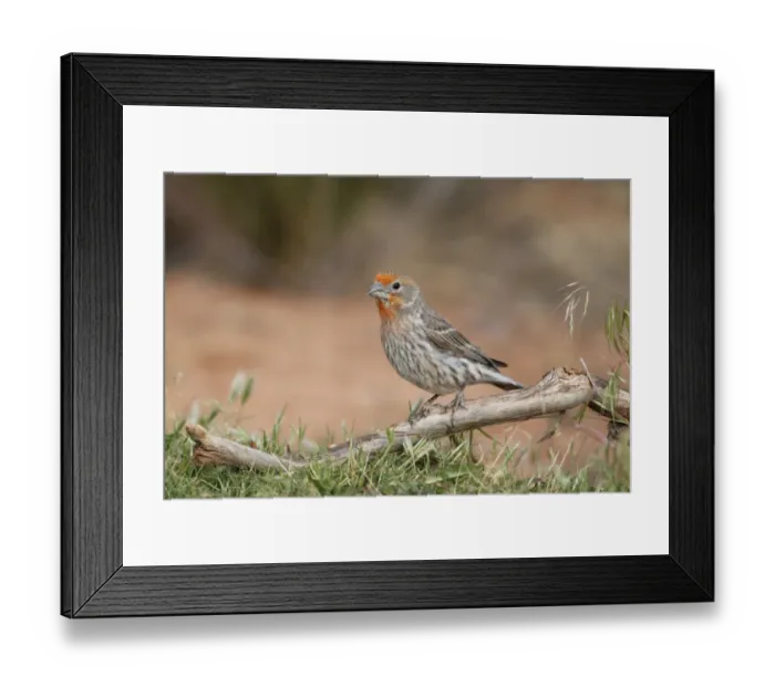 Framed Print : House Finch (Carpodacus mexicanus) immature male, moulting into adult plumage, perched on fallen branch, Arches N. P Framed Print : House Finch (Carpodacus mexicanus) immature male, moulting into adult plumage, perched on fallen branch, Arches N. P